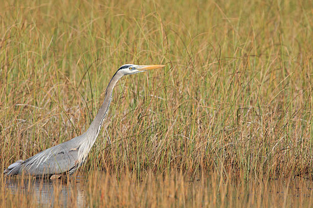 istock Great Blue Heron, Florida Everglades, near Miami 512333236