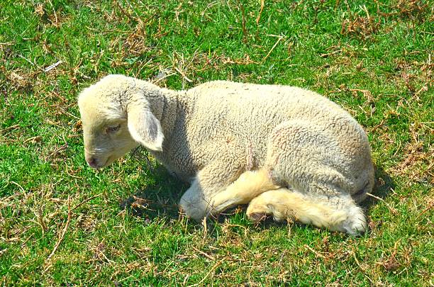 Lamb Alone stock photo