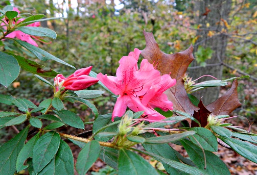 Colorful flowering (or blooming) Rhododendron “Colonel Mosby” Azalea in spring. The image was captured with a fast telephoto lens and a full-frame mirrorless digital camera ensuring clean and large files. Shallow depth of field with focus placed over the nearest flowers. The background is blurred. The image is part of a series of different rhododendrons and compositions.