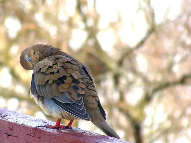 Photo of Mourning Dove Preening Feathers