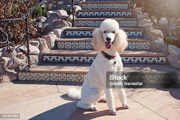 White Standard Poodle Stock Photo - Download Image Now - Standard Poodle, Puppy, Alertness