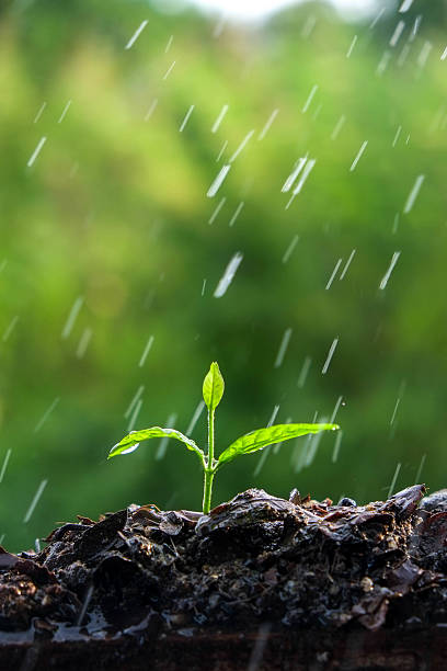 istock Green sprouts in the rain 512334788