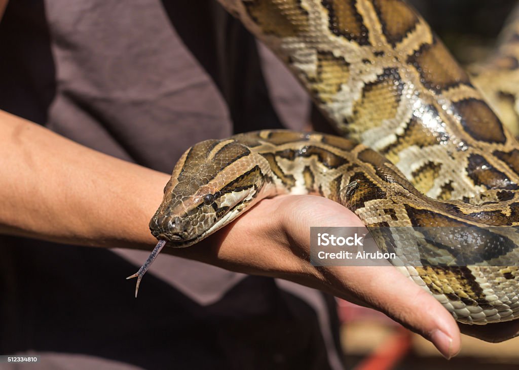 Burmese python,python molurus, python bivittatus. young burmese python,python molurus, python bivittatus in the farm. Animal Stock Photo