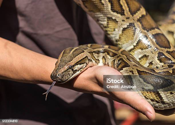 Burmese Python Python Molurus Python Bivittatus Stock Photo - Download Image Now - Animal, Animal Body Part, Animal Eye