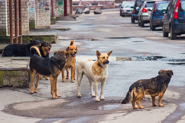 stray hunde auf der straße - streunende tiere stock-fotos und bilder