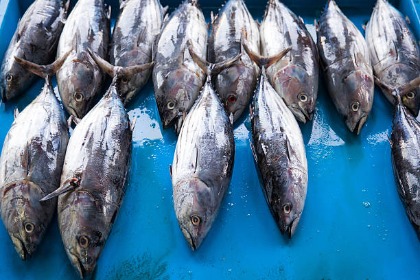 istock Fresh raw tuna fish in market 512335400