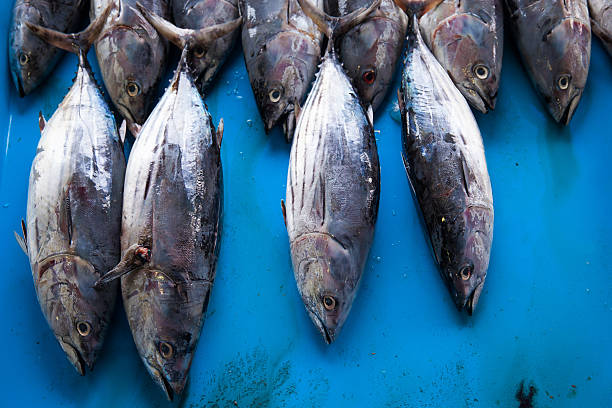 istock Fresh raw tuna fish in market 512335436
