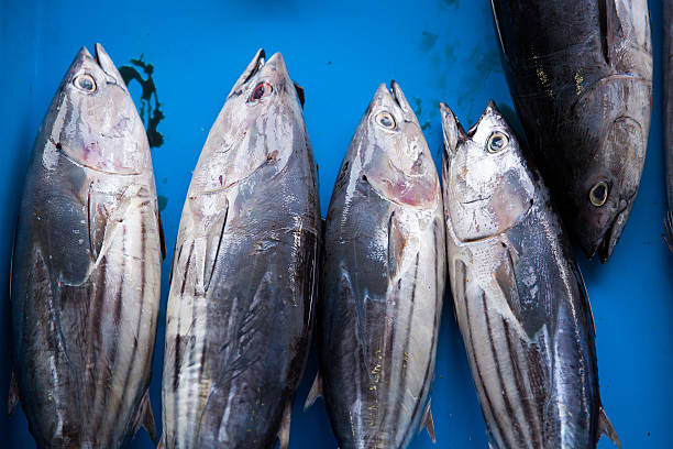 istock Fresh raw tuna fish in market 512335468