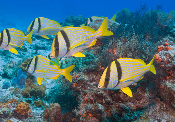 istock Tropical fish swimming at Cozumel, Mexico 512335906