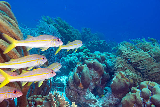 istock Tropical fish swim at coral reef 512336008