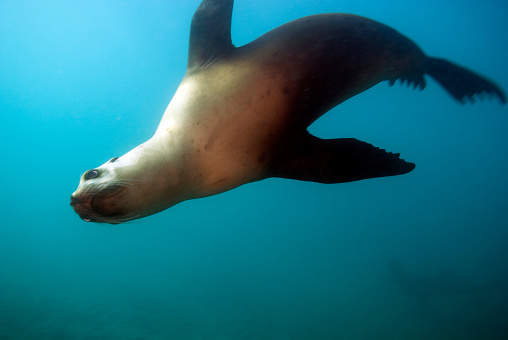 Sea lion underwater at California reef