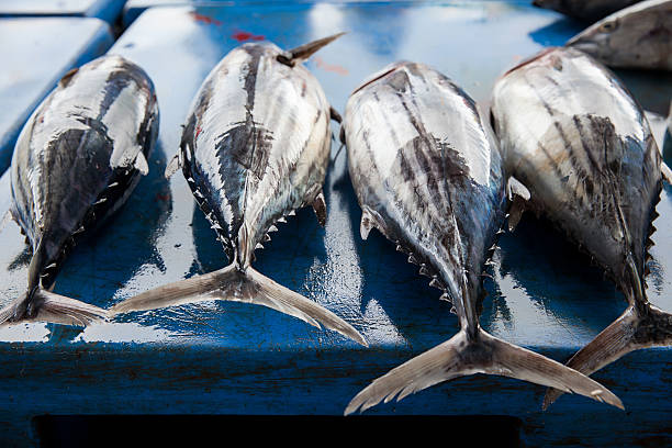 tonno crudo fresco in un mercato del pesce - prepared tuna foto e immagini stock