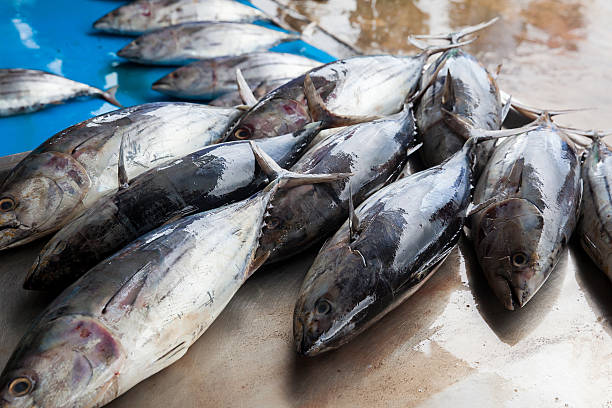 Fresh raw tuna fish in market