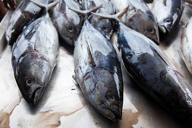 istock Fresh raw tuna fish in market 512336536