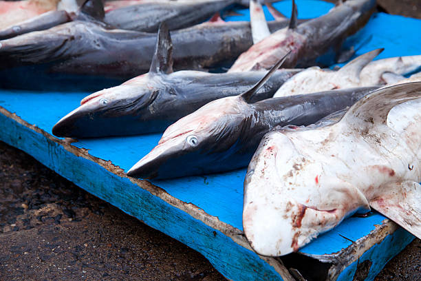 squali al mercato del pesce - fish catch of fish catching dead animal foto e immagini stock