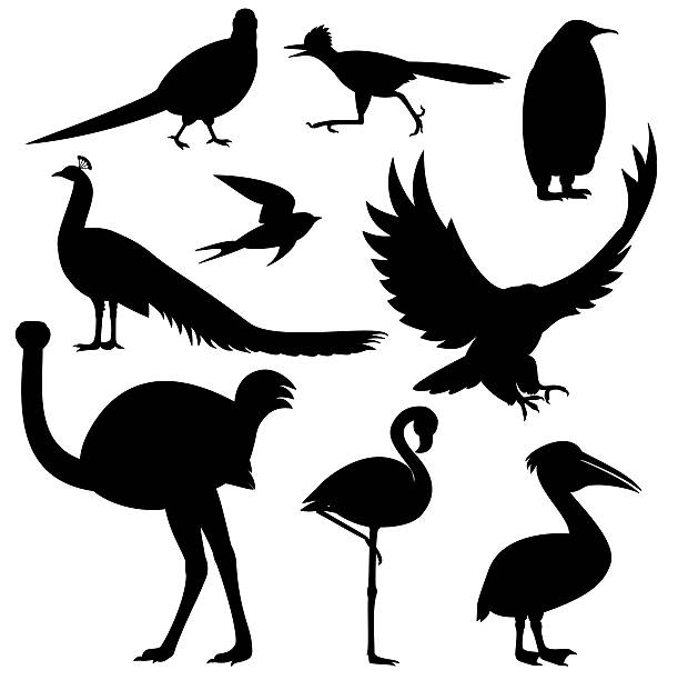 ilustrações, clipart, desenhos animados e ícones de várias silhuetas de pássaros - animals in the wild white background animal black and white