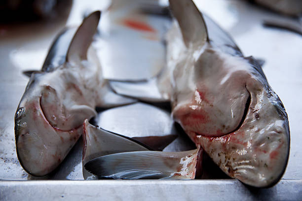 istock Sharks at fish market 512336836