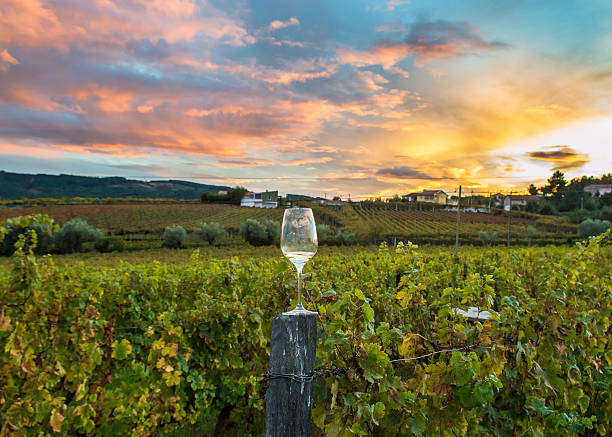 wineglass in a vineyard during a dramatic sunset wineglass in a vineyard during a dramatic sunset with colorful clouds and beautiful colorful grape vines. sonoma county stock pictures, royalty-free photos & images