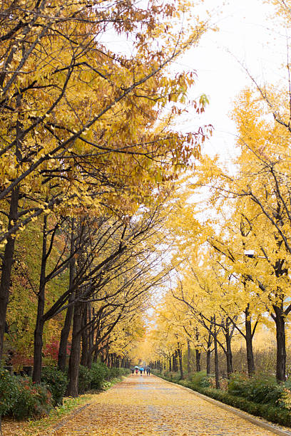 istock Abstract autumnal backgrounds with beauty bokeh 512337518