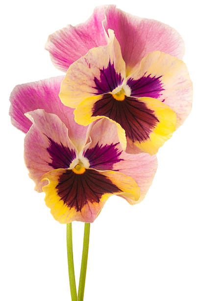 pansy Studio Shot of Multicolored Pansy Flowers Isolated on White Background. Large Depth of Field (DOF). Macro. pansy photos stock pictures, royalty-free photos & images