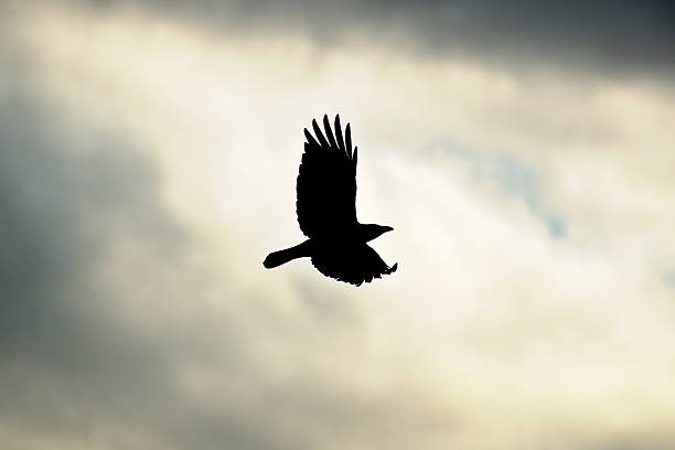 istock Crow flying in the dreary sky. 512339238