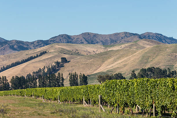istock vineyards in Marlborough region 512339642