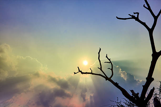 istock Sunshine with Silhouette tree and blue - yellow filter 512340044