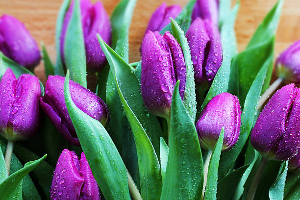 violeta tulipanes con gotas de agua - beauty in nature wedding nature smooth fotografías e imágenes de stock