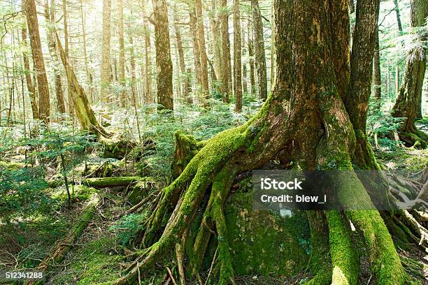 Bosque De Musgo Foto de stock y más banco de imágenes de Aire libre - Aire libre, Bosque, Cambio climático