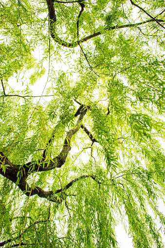 Willow.  The Japanese landscape