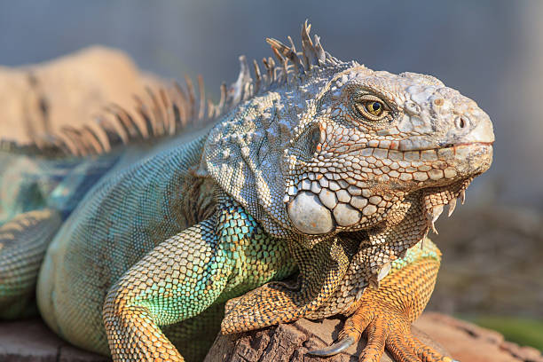 istock Close-up of green iguana (Iguana iguana) 512343312