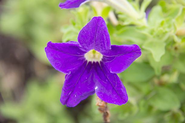istock close up pink and violet flower 512343716