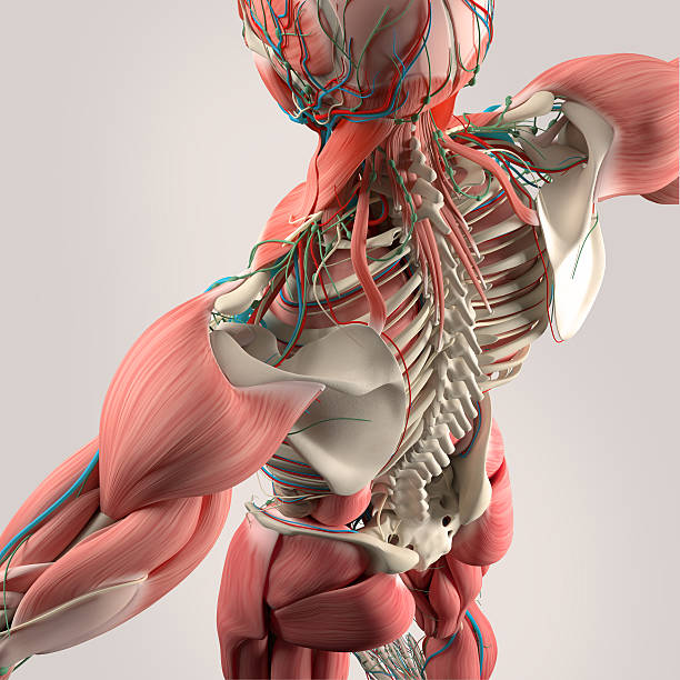 istock Human anatomy, back,torso, skeleton,muscle. High angle. 512343928