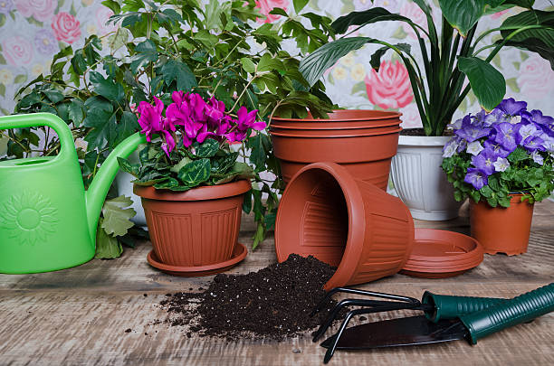 istock Gardening tools and flower on wooden background 512344858