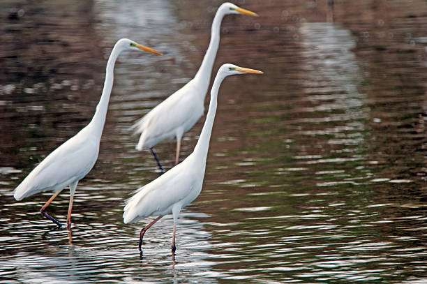 istock Great egret, small flock in a lake 512344912