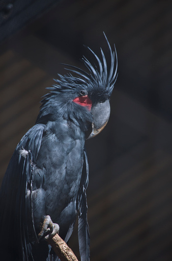 this is a close up of a palm cockatoo