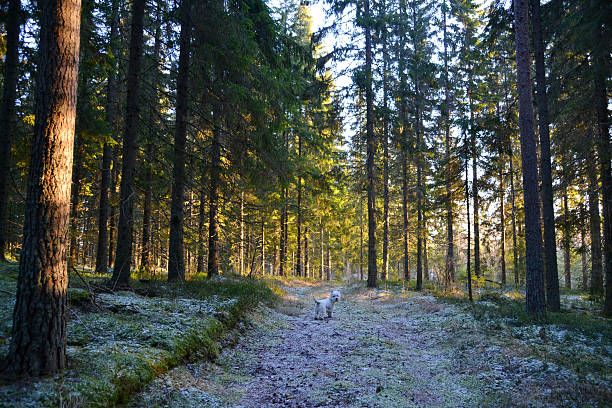 hund zu fuß durch den winter forest - snow dog walking running stock-fotos und bilder