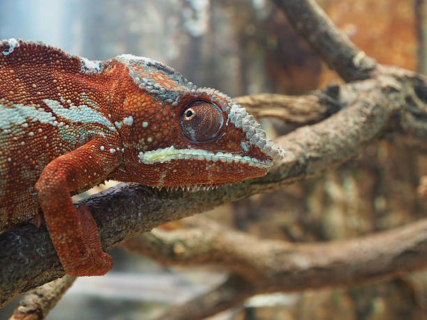 czerwony zielony kameleon na drzewie oddział - chameleon madagascar wildlife bizarre zdjęcia i obrazy z banku zdjęć