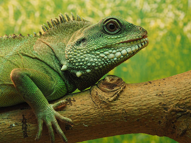 istock The head of green lizard on a tree 512345654