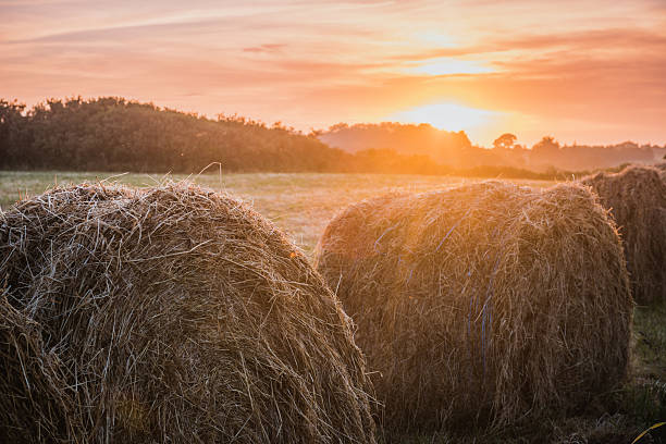 istock Harvest concept haystacks on sunset field 512346316