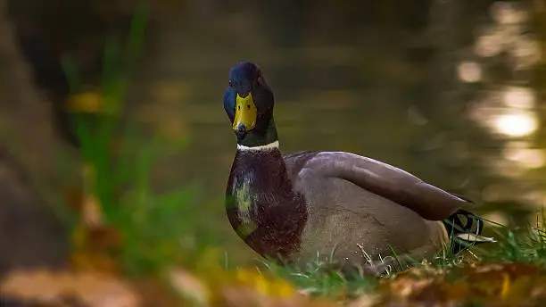 A beautiful mallard duck portrait