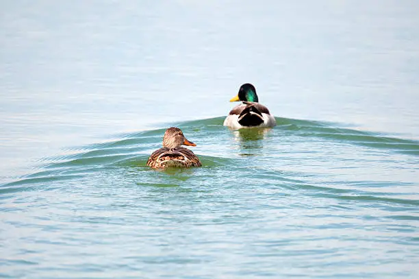 Photo of Mallards swimming wake