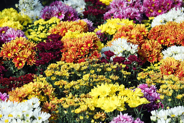 istock colorful chrysanthemum flower as background. 512347384