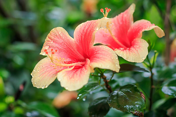 istock Pink Chinese hibiscus ( Hibiscus rosa ) closeup 512348520