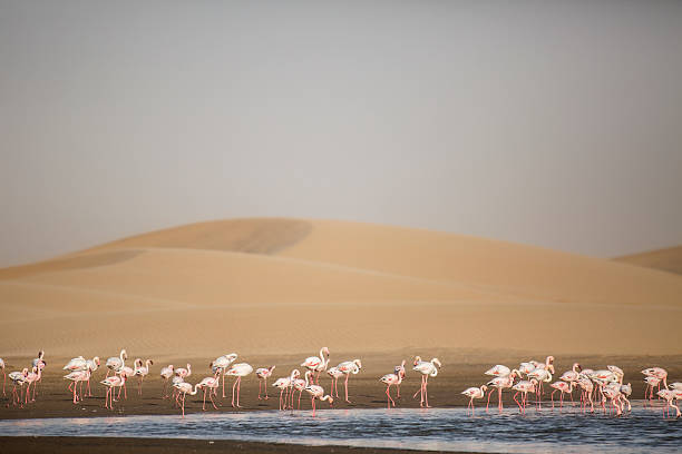 istock Flamingo at the Walvis Bay wetland. 512350304