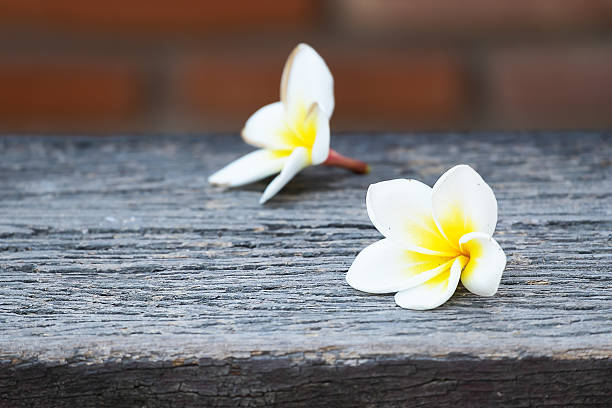 istock White frangipani on top of wood 512350730