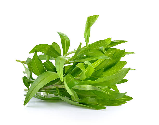 estragón hierbas sobre fondo blanco - tarragon herb spice freshness fotografías e imágenes de stock