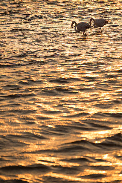 istock Flamingo at the Walvis Bay wetland. 512351106