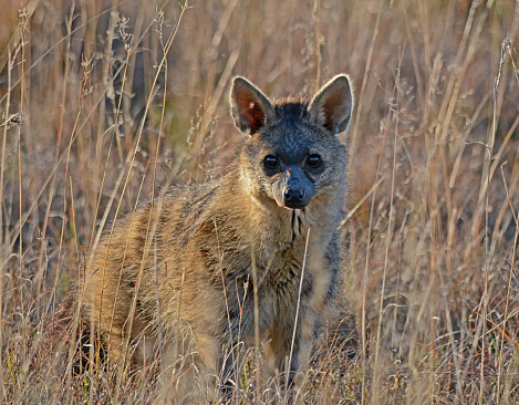 An Aardwolf standing in long grass at sunset in the Eastern Cape, South Africa