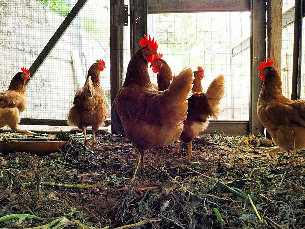istock ground breeding of hens 512353728